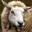 Sheep Sheep