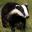 Badger Badger