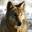 Wolf Wolf
