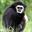Gibbon Gibbon