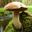 Mushroom Mushroom