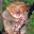 Tarsier Tarsier