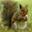 Squirrel Squirrel