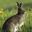 Hare Hare