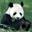 Panda Panda