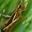 Locust Locust