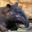 Tapir Tapir
