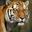 Tiger Tiger
